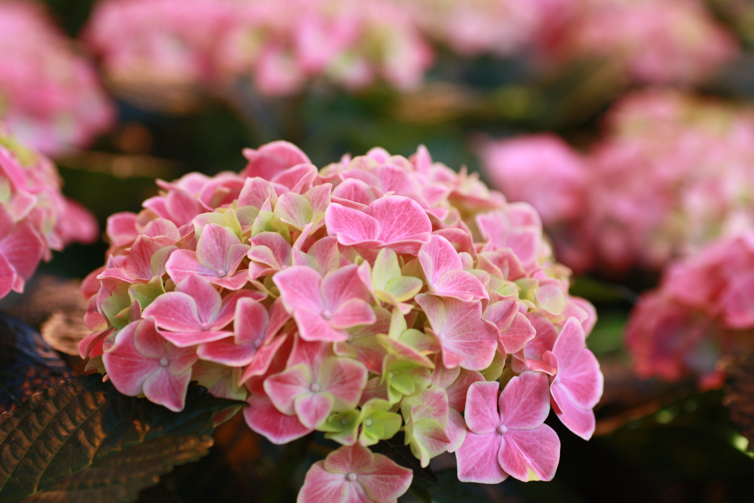 Hortensia från odling till butik på Färingsö, Gustavshill